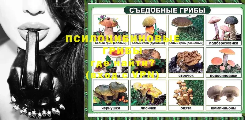 Псилоцибиновые грибы Psilocybe  Белокуриха 